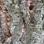 Quercus suber Bark