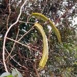 Cuspidaria convoluta 果実