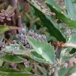 Kalanchoe daigremontiana Blad