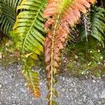 Blechnum cordatumЛист