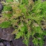 Selaginella pallescens Ліст