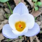 Crocus biflorus Blüte
