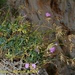 Dianthus rupicola Staniste