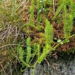 Lycopodium annotinum Лист