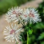 Thalictrum aquilegiifolium 花