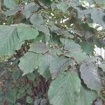 Corylus maxima Blad