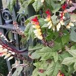 Ipomoea lobata Flower