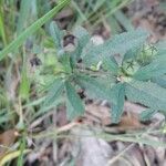 Sida rhombifolia Blatt