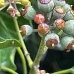 Hedera hibernica Azala