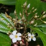 Miconia cooperi Flower