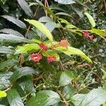 Lonicera involucrata Habitus