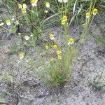 Matricaria chamomilla Flors