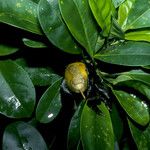 Solandra longiflora Fruit