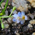 Myosotis scorpioides Кветка