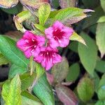 Weigela hortensis 花