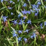 Scilla siberica Habit