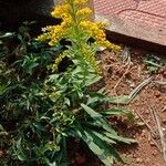 Solidago chilensis Hábito