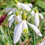 Galanthus plicatusFlors