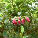 Agarista salicifolia Flower