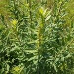 Solidago speciosa Листок