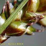 Carex liparocarpos Fruit