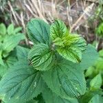 Scrophularia nodosa Blatt