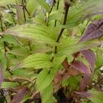 Tricyrtis formosana Hoja