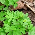 Adoxa moschatellina 葉