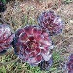 Sempervivum tectorumFlower