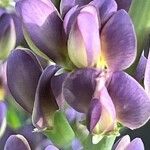 Baptisia australisFlower