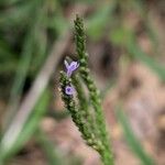 Verbena hastata花