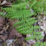 Cystopteris bulbifera Leaf