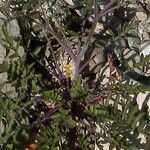 Erysimum rhaeticum Leaf
