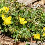 Potentilla verna Flower