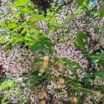 Melia azedarach Floare