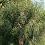 Parkinsonia aculeata 整株植物