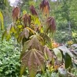 Acer campbellii Φύλλο