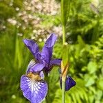 Iris versicolor Ovoce