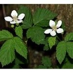 Rubus pensilvanicus Habitus