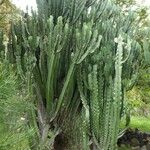 Euphorbia ingens List