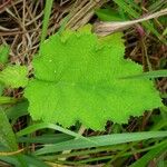 Rubus alceifolius Liść