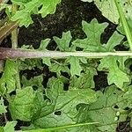 Senecio doria Blad