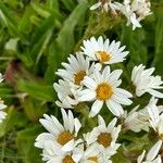 Senecio smithii Flower