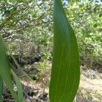 Acacia auriculiformis Fuelha