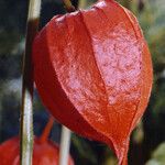 Physalis alkekengi Fruchs