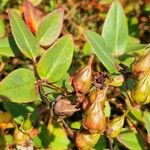 Hypericum patulum Fruit