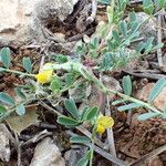 Hippocrepis biflora Flower