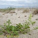 Stachys maritima অভ্যাস