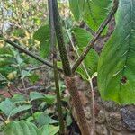 Vangueria madagascariensis Bark