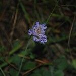 Scabiosa cinerea 花
